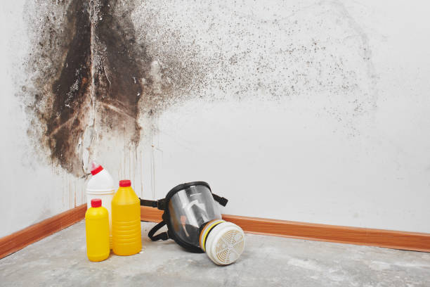 Best Mold Testing and Removal  in Ranger, TX