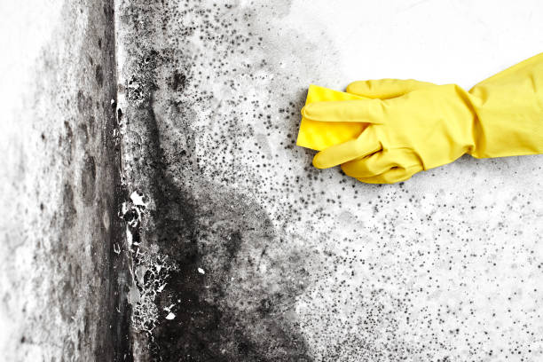 Best Certified Mold Removal  in Ranger, TX
