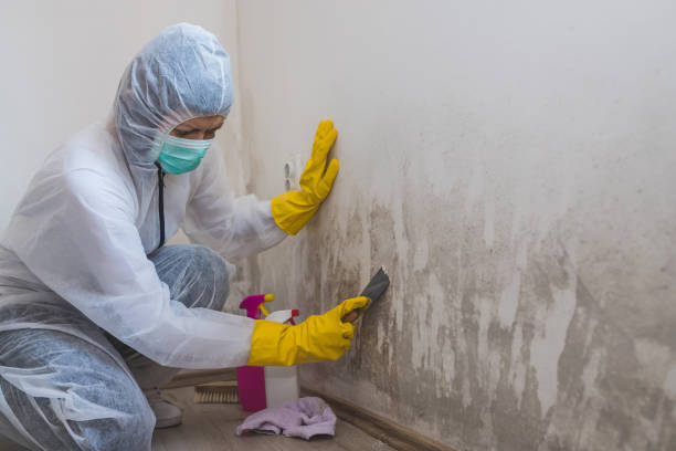 Professional Mold Removal in Ranger, TX