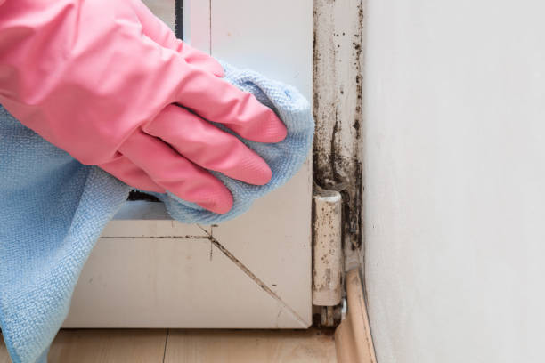 Mold Removal and Inspection in Ranger, TX